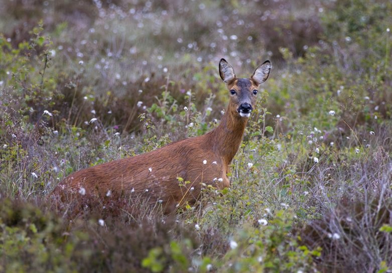 Deer in heathland